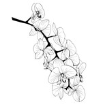 Orchid branch outline vector drawing.