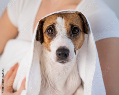 Woman wipes jack russell terrier with a towel after washing on a white background. The groomer dries the dog's hair with a terry towel © Михаил Решетников