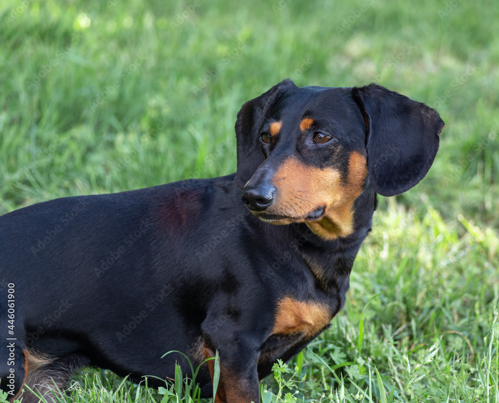 dachshund on the grass