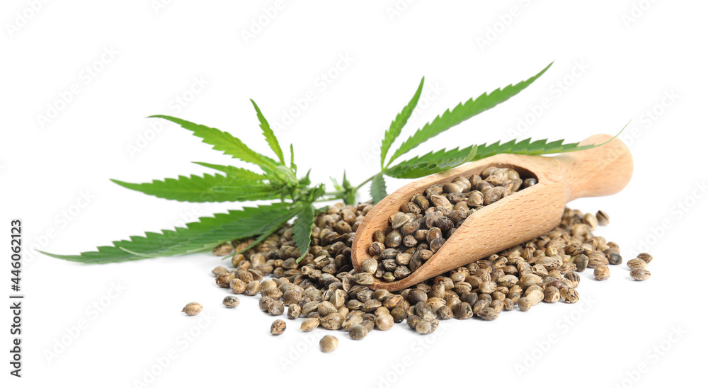 Wooden scoop, hemp seeds and leaves on white background Wooden scoop, hemp seeds and leaves on white background