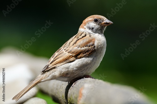 Juvenile tree sparrow (Passer montanus) sitting on a stick. Moravia. Europe..
