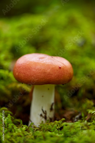 nature, environment and picking season concept - russule mushroom growing in autumn forest