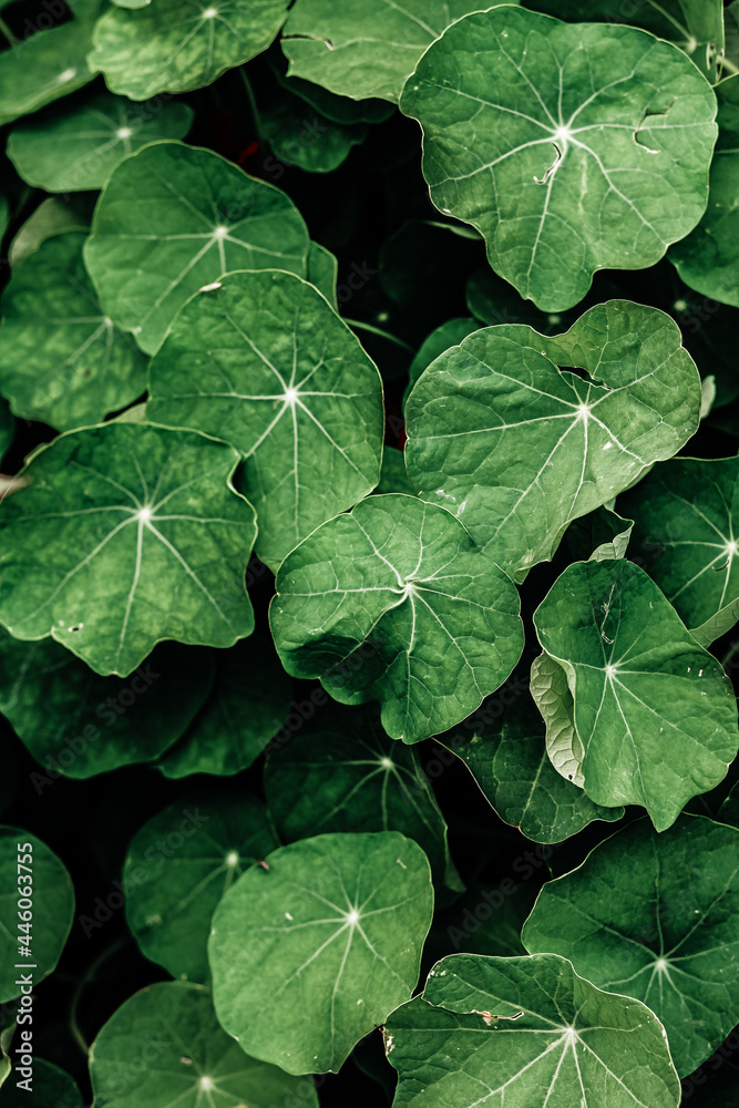 green leaves background green leaves background