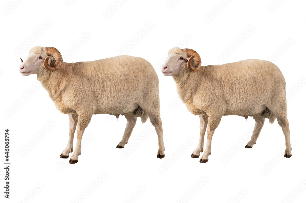 Obraz premium two white ram isolated on white background