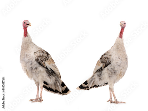 gray yong turkey isolated on a white background.