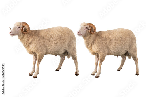 two white ram isolated on white background
