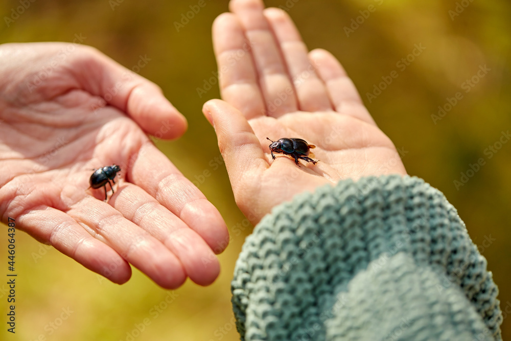 Fototapeta premium nature and insects concept - close up of hands holding black dung beetles or bugs