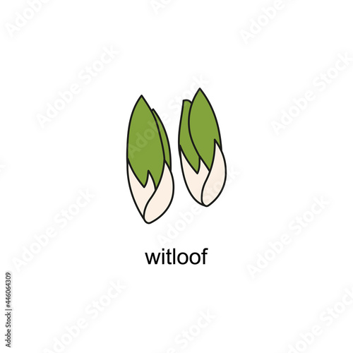 hand drawn doodle of salads with the title. witloof. isolated vector illustration doodle on white background