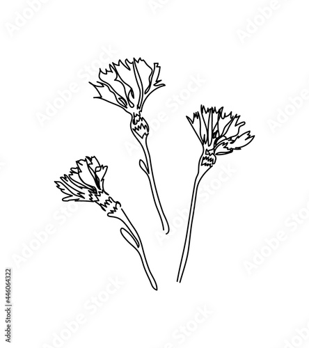 Cornflower, carnation flower one line art. Continuous line drawing of plants, herb, flower, blossom, nature, flora, wildflowers.