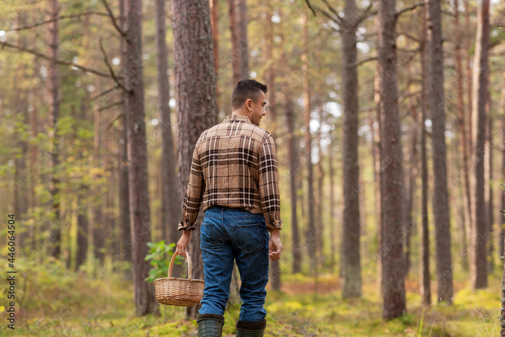 season and leisure people concept - middle aged man with wicker basket picking mushrooms in autumn forest season and leisure people concept - middle aged man with wicker basket picking mushrooms in autumn forest