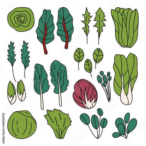 hand drawn set of different types of salad. radicchio, spinach, lettuce, bok choy, mache, swiss chard, butterhead, tatsoi, watercress, kale, dandelion. isolated vector illustration doodle