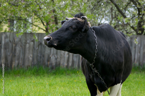 cow. Dairy cow in the pasture. black young cow, stands on green grass. spring day. milk farm. home animal. cattle. the cow is grazing in the meadow. close-up. animal near the house