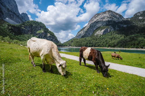 Alpine green fields and cows at meadows near Gosau lake at summer sunny day. Salzkammergut region  Gosau Valley in Upper Austria  Alps. Europe