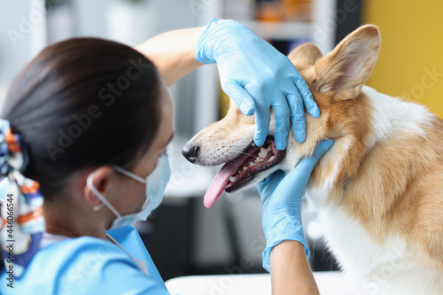 Canvas Print Veterinarian doctor examines dog oral cavity in clinic closeup