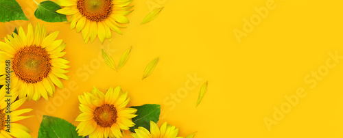Top view of sunflowers border on yellow background with copy space as concept of healthy lifestyle or proper nutrition for advertising banner, label, poster, postcard, invitation, sticker, etc.