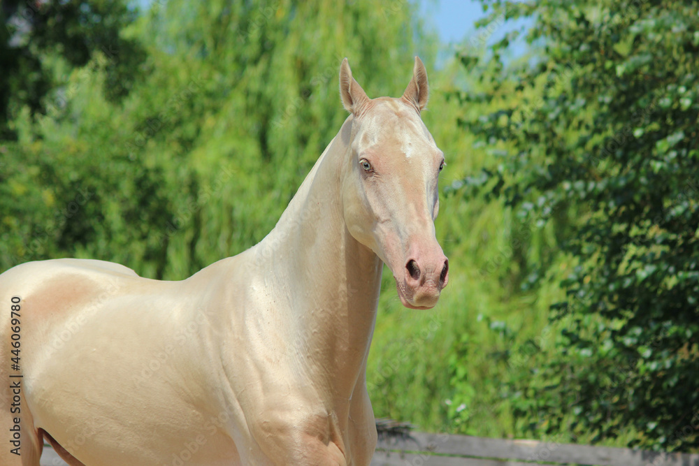 Obraz premium portrait of a horse, the most beautiful horse in the world, a horse worth a million dollars, 