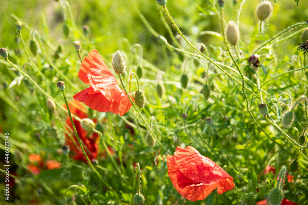 Fototapeta premium Red flowers of poppies and green grass in a field