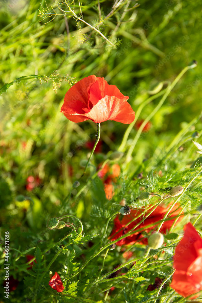 Fototapeta premium Red flowers of poppies and green grass in a field
