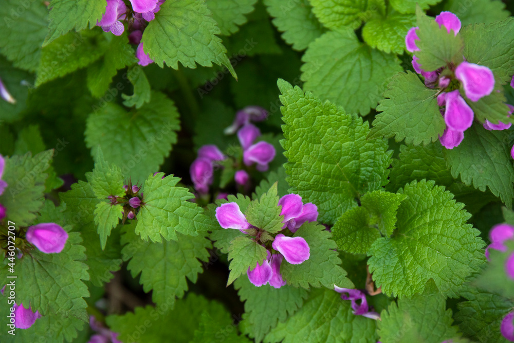 Lamium purpureum or dead nettle plant flowering in a forest Lamium purpureum or dead nettle plant flowering in a forest