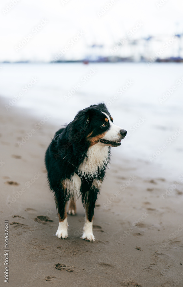 Australian Shepherd