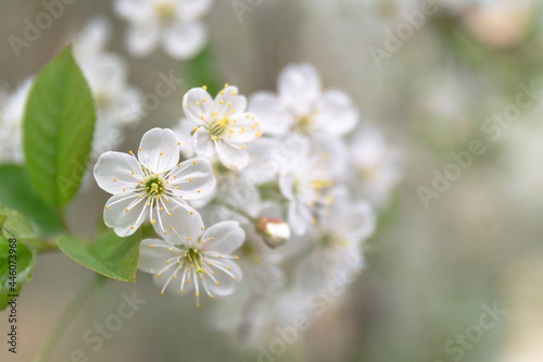 beautiful white cherry blossoms. beautiful spring background.