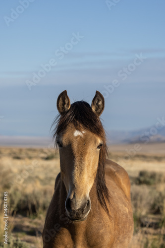 Beautiful Wild Horse in the Utah Desert © natureguy