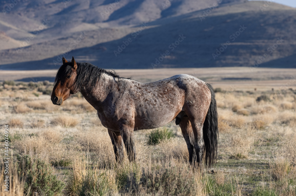 Beautiful Wild Horse in the Utah Desert