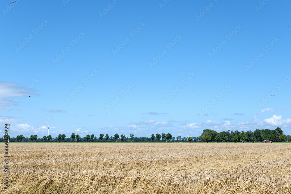 Obraz premium Agricultue, Flevoland Province, The Netherlands