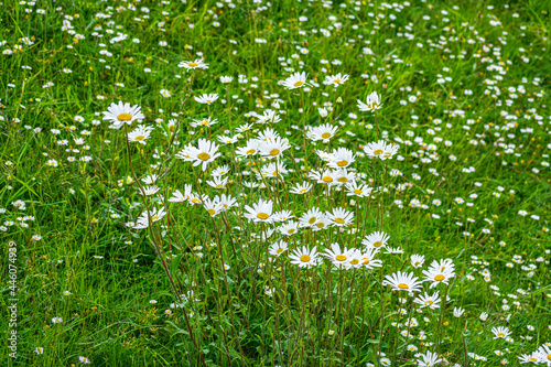 Fototapeta Naklejka Na Ścianę i Meble -  Blooming Shasta daisies on summer meadow on a windy day in late Spring 1
