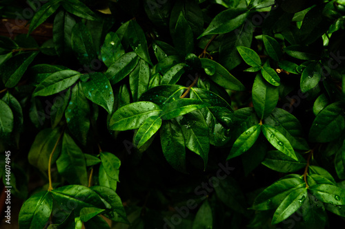 Wallpaper Mural foglie in luce soffusa Torontodigital.ca