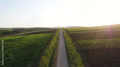 Sunset aerial over symmetrical wine yard, Rows of vines in the picturesque landscape of the vineyard. The drone flies between fields over a rural road.
