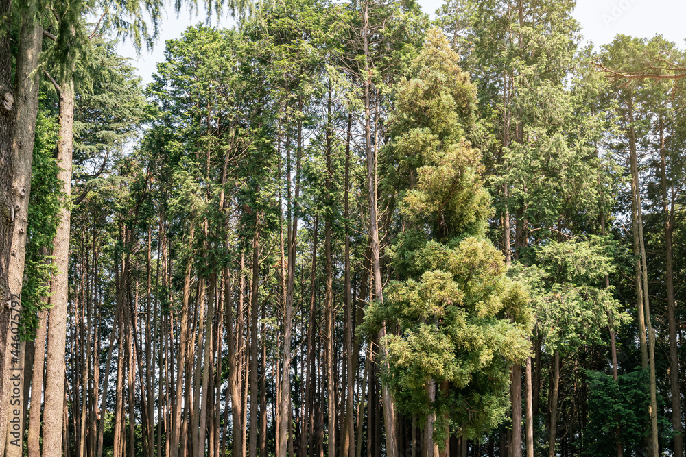 Fototapeta premium Beautiful Hinoki Cypress forest providing cool shade and fresh air in hot summer.