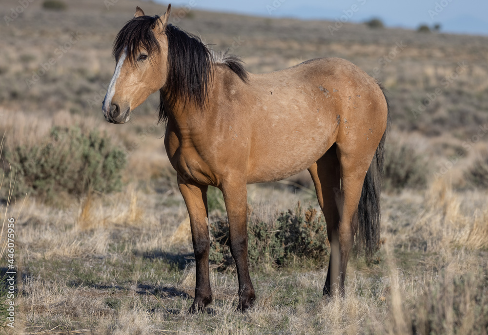 Beautiful Wild Horse in the Utah Desert