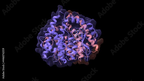 Crystal structure of human glutathione transferase (GST) A1-1 in complex with glutathione, animated 3D cartoon and Gaussian surface models, chain id color scheme, based on PDB 1pkw, black background photo