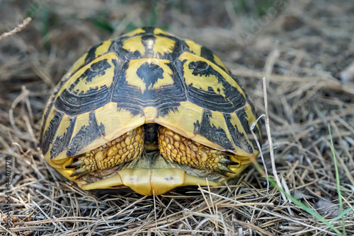 Nahaufnahme, Detailaufnahme einer griechische Landschildkröte photo