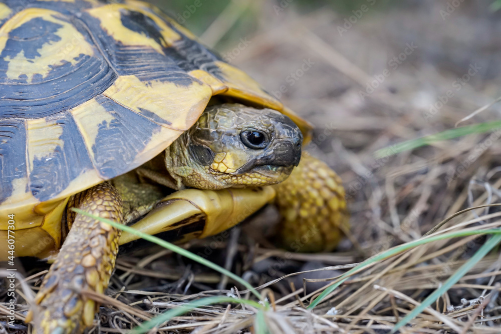 Nahaufnahme, Detailaufnahme einer griechische Landschildkröte Nahaufnahme, Detailaufnahme einer griechische Landschildkröte