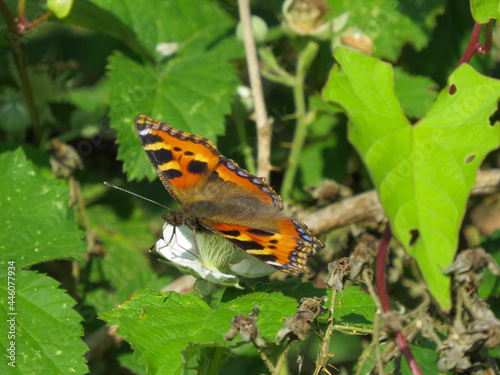 colourful small tortoiseshell butterfly resting on a bramble