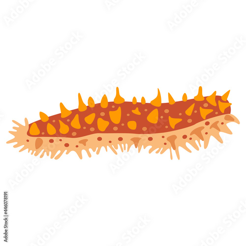 Red sea cucumber. Natural fresh seafood, cooking photo