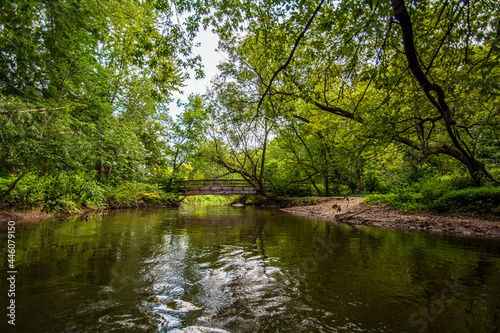 river in the forest