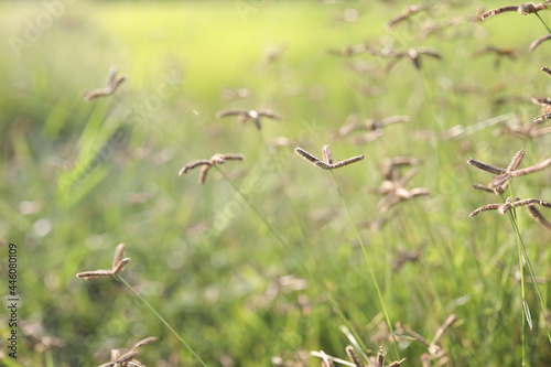 Delicate crowfoot grass closeup photo