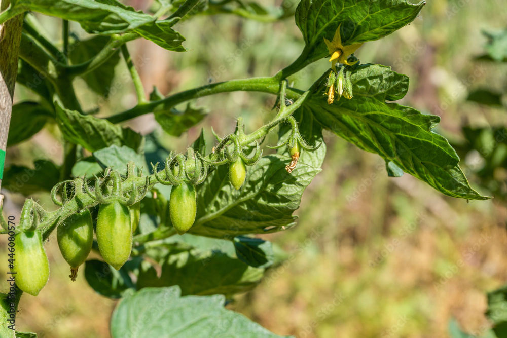 Fototapeta premium Green cherry tomatoes ripening in vegetables garden field.