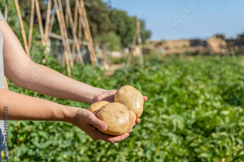Farmer women holding fresh potatoes in hands, harvesting on vegetables garden background.