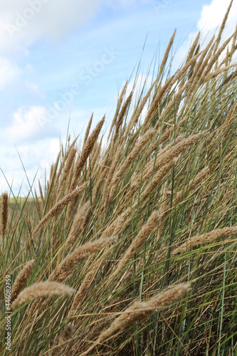 beach with dunes, sand and pampas grass. blue sky 