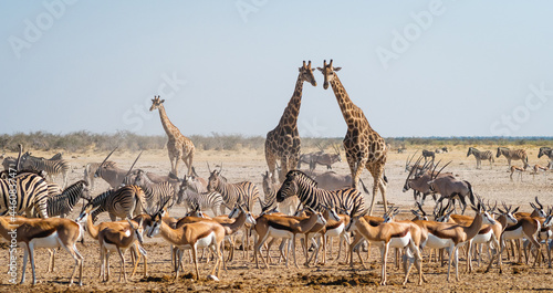 Wild animals congregate around a waterhole in Etosha National Park, northern Namibia, Africa.  © R.M. Nunes