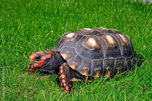 Red-footed tortoise // Köhlerschildkröte (Chelonoidis carbonarius)