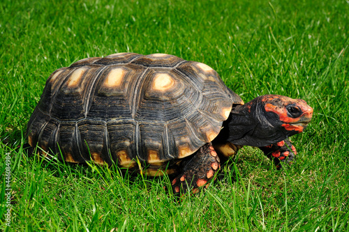 Köhlerschildkröte // Red-footed tortoise (Chelonoidis carbonarius)