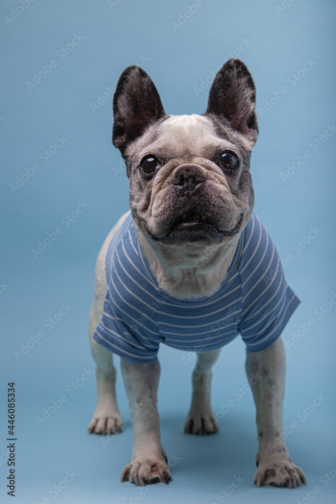 Old French Bulldog with a striped sweater isolated against blue background.