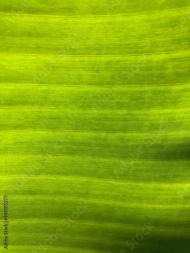 green leaf texture banana leaf
