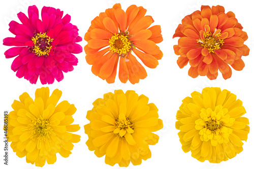 Collage of Mix-Color (Pink,Orange,Yellow) Chrysanthemums as background picture.Flower on clipping path. © Nipaporn