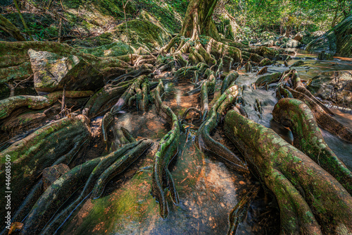 A Big tree roots in a stream at Jedkod Pongkonsao Natural Study and Eco Center, Tha Maprang, Kaeng Khoi District, Saraburi, Thailand photo